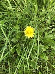 Taraxacum officinale
