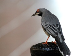 Turdus plumbeus