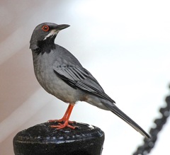 Turdus plumbeus