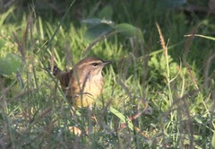 Setophaga palmarum