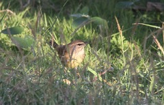 Setophaga palmarum