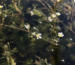 Ranunculus longirostris