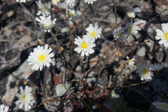 Rafinesquia californica