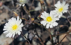 Rafinesquia californica