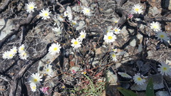 Rafinesquia californica