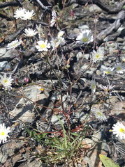 Rafinesquia californica