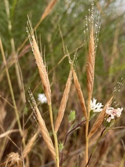 Brachypodium distachyon