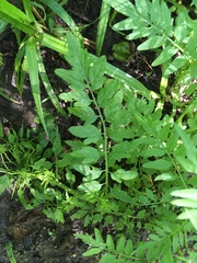Cardamine impatiens