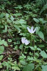 Colchicum