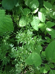 Cardamine impatiens