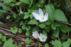 Colchicum
