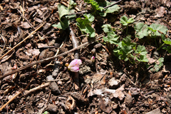 Colchicum