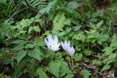 Colchicum