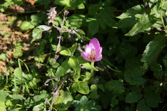 Colchicum