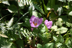 Colchicum