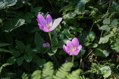 Colchicum