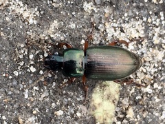Harpalus affinis