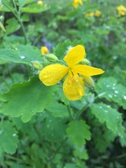 Chelidonium majus