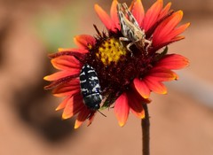 Acmaeodera obtusa