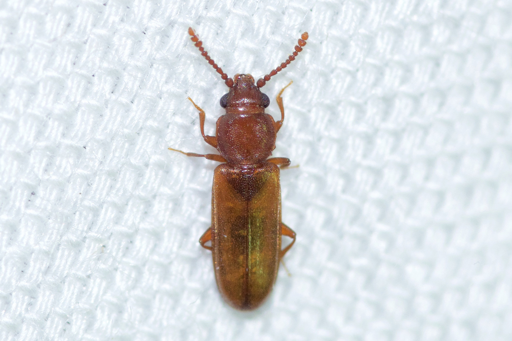 Pediacus depressus