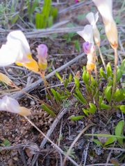 Oxalis monophylla monophylla
