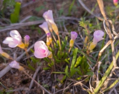 Oxalis monophylla monophylla