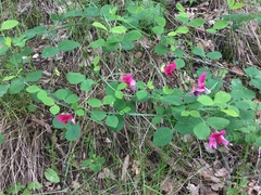 Lathyrus rotundifolius