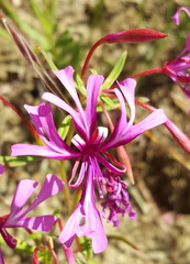 Clarkia concinna