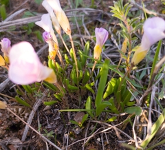 Oxalis monophylla monophylla