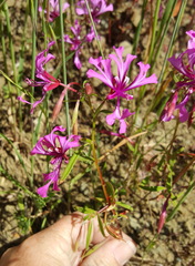 Clarkia concinna