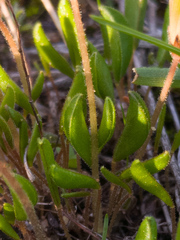 Oxalis monophylla monophylla