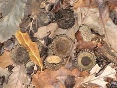 Quercus castaneifolia