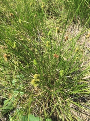 Carex bebbii