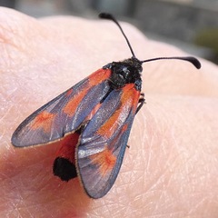 Zygaena sarpedon