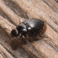 Cercyon praetextatus