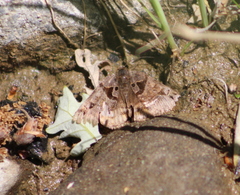 Euclidia ardita
