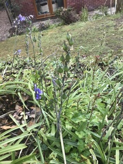 Hyacinthoides non-scripta