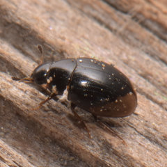 Cercyon praetextatus