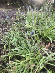 Hyacinthoides non-scripta