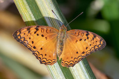 Phalanta eurytis eurytis