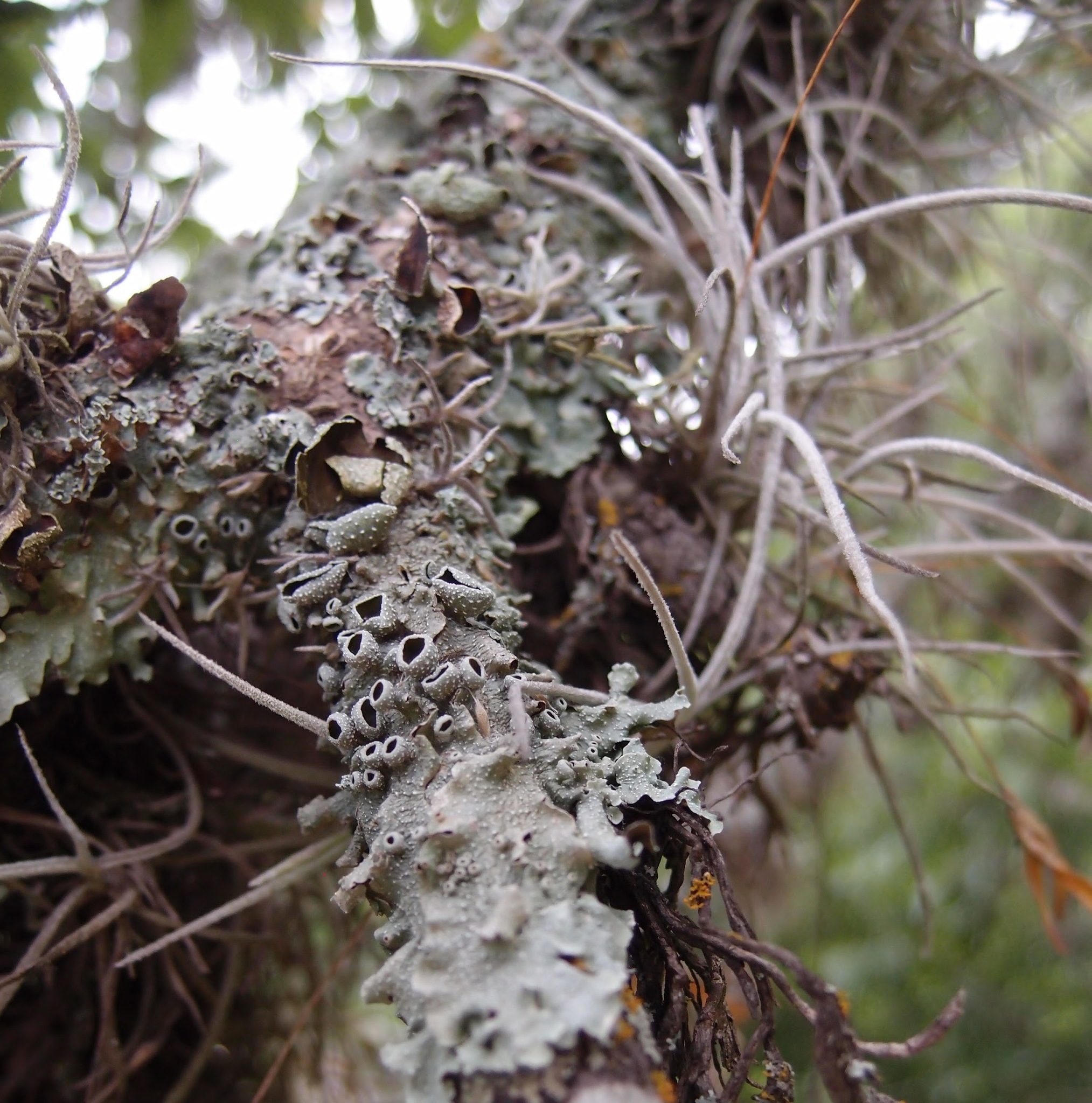 Punctelia bolliana image