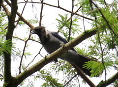 Cyanocorax violaceus