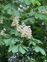 Aesculus hippocastanum
