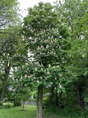 Aesculus hippocastanum