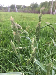 Dactylis glomerata