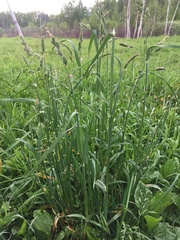Dactylis glomerata