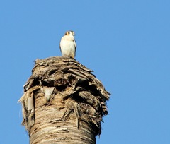 Falco sparverius