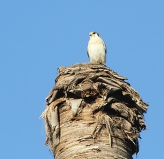 Falco sparverius