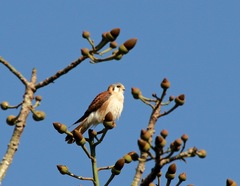 Falco sparverius