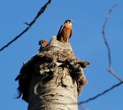 Falco sparverius